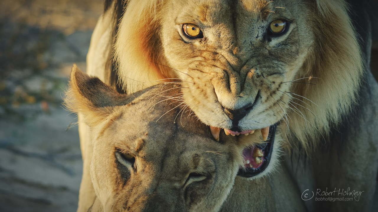 2019a-Kgalagadi-A007-C025-02235-I-0004972.jpg
