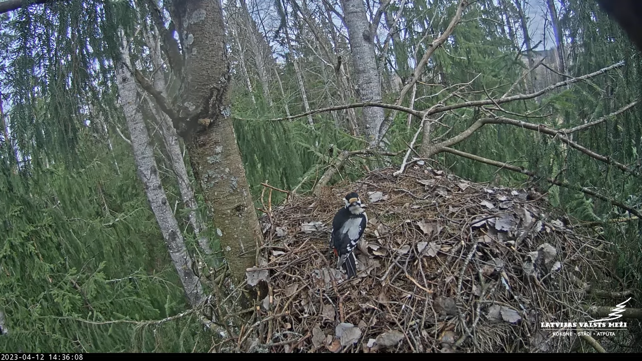 LVM mazais ērglis Lielā sala, egle – Lesser Spotted Eagle 7-45-16 screenshot