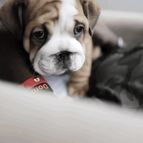giphy-14.gif