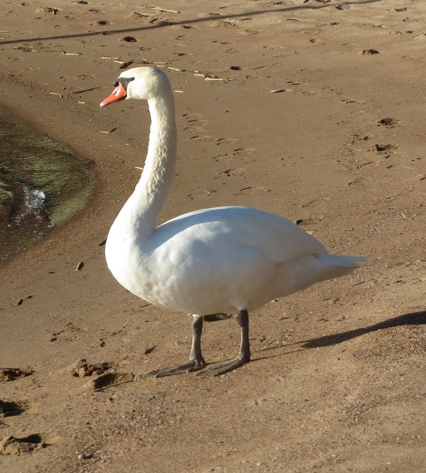 Kuva