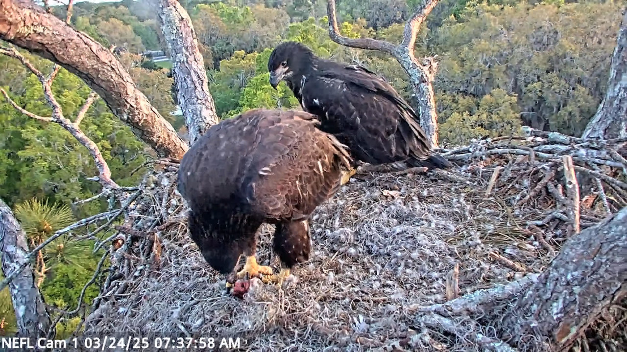 NEFL Cam 1 — tiešraidē Bald Eagle Cam 17-19-51 screenshot