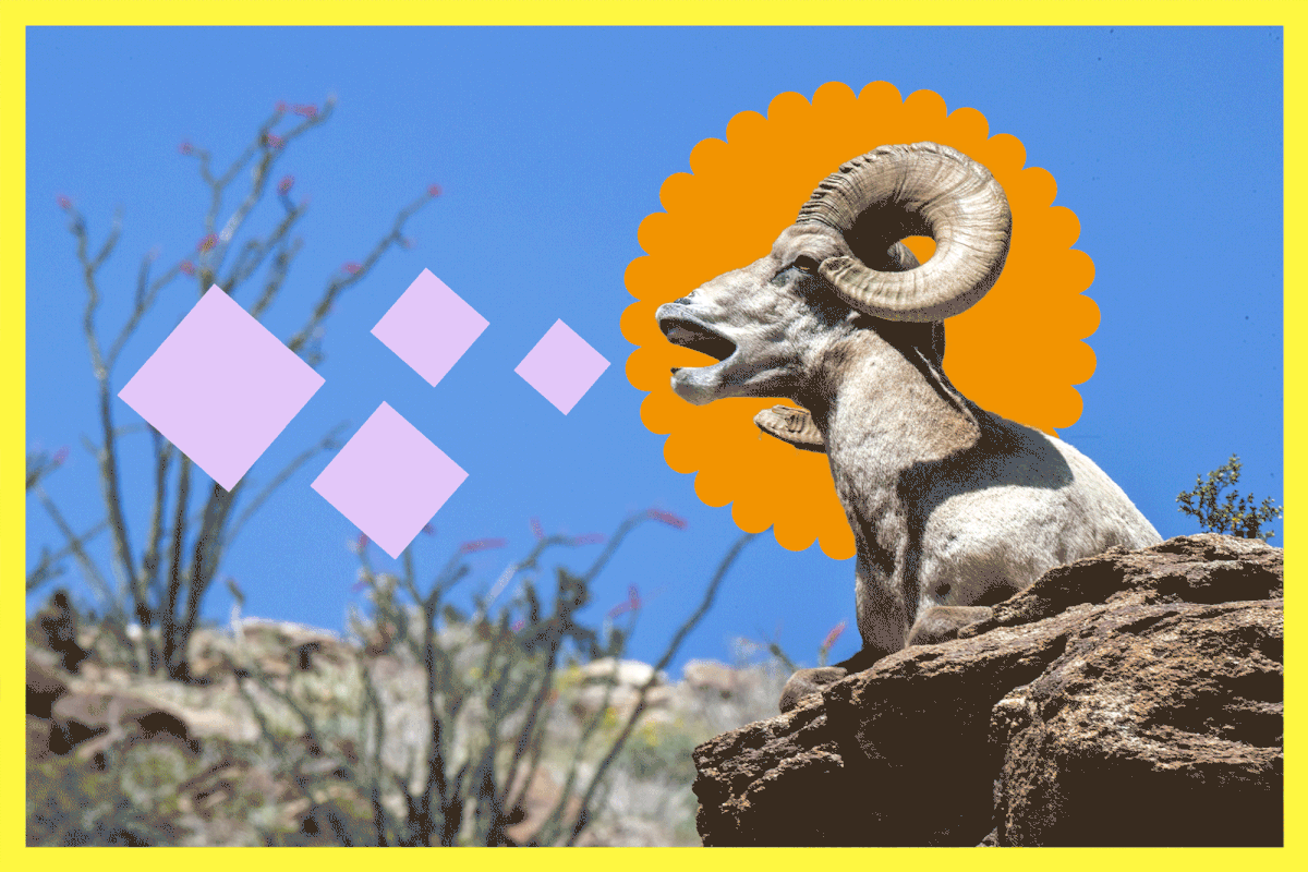 sheep-on-drugs.gif