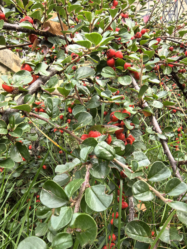 Октябрь уж наступил, 