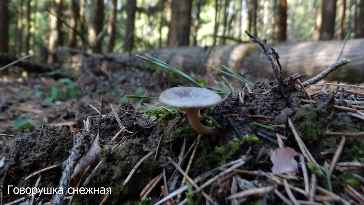Говорушка снежная (1)