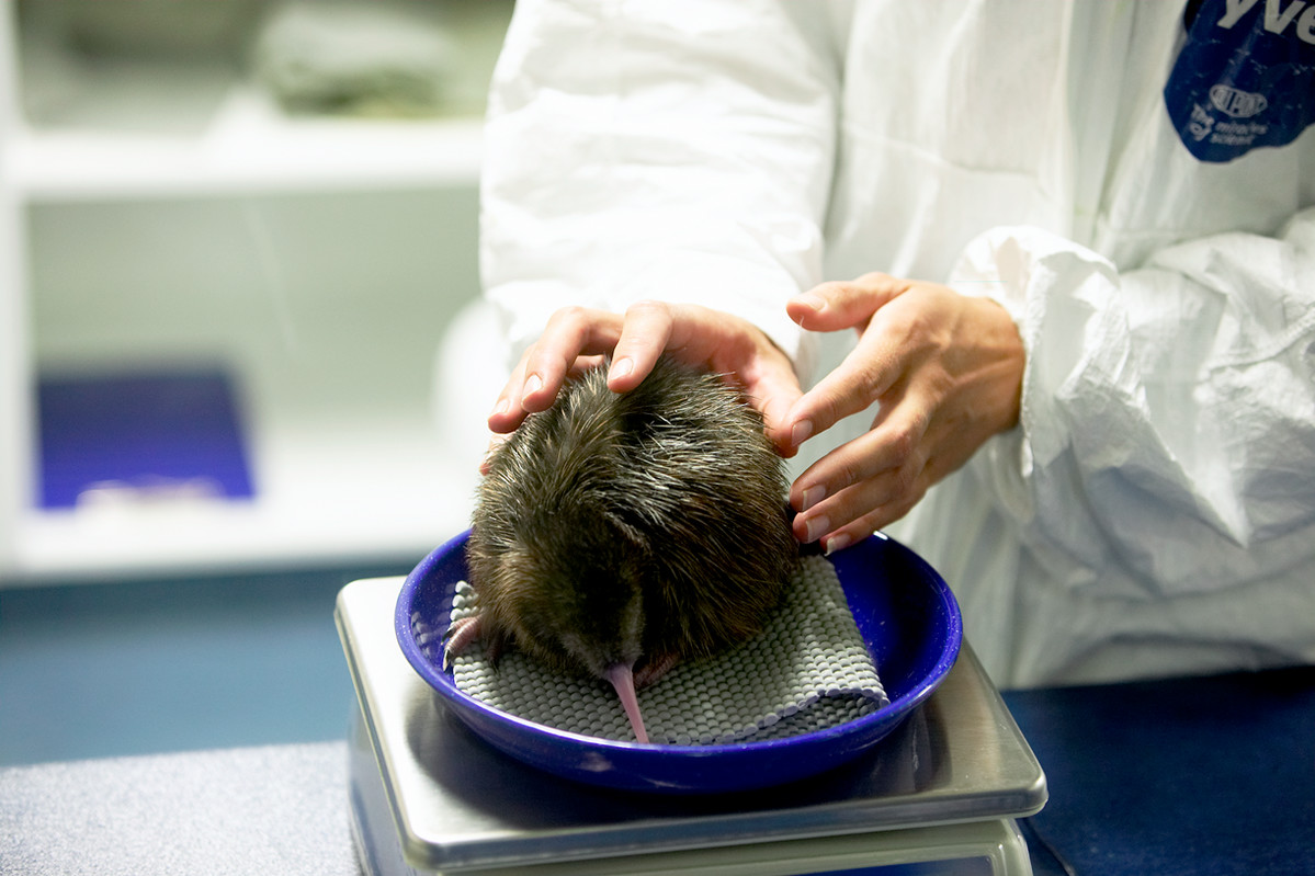 National Kiwi Hatchery Aotearoa