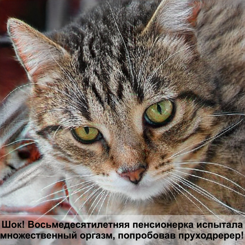 кошка серая короткая шерсть