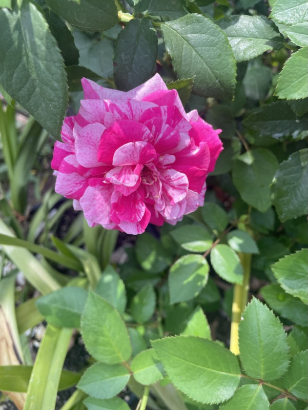 CDCA9292-F5E4-4419-87C2-77CDDEFC2DD2_1_105_c