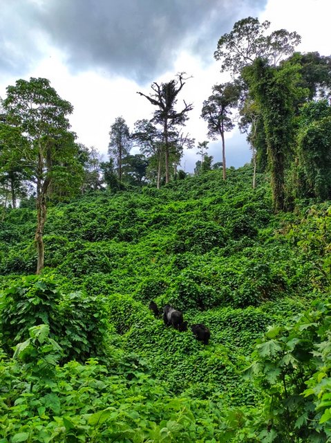 18 días por las tierras más remotas de Uganda y Kenya - Blogs de Africa Este y Centro - Bwindi - Queen Elizabeth National Park (5)