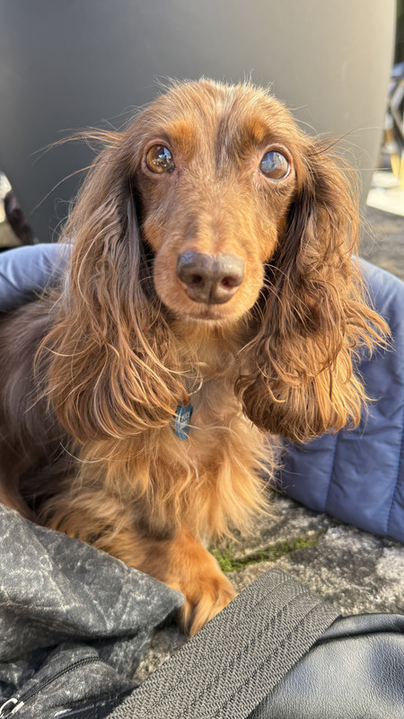 [Image: IMG-4070.jpg]