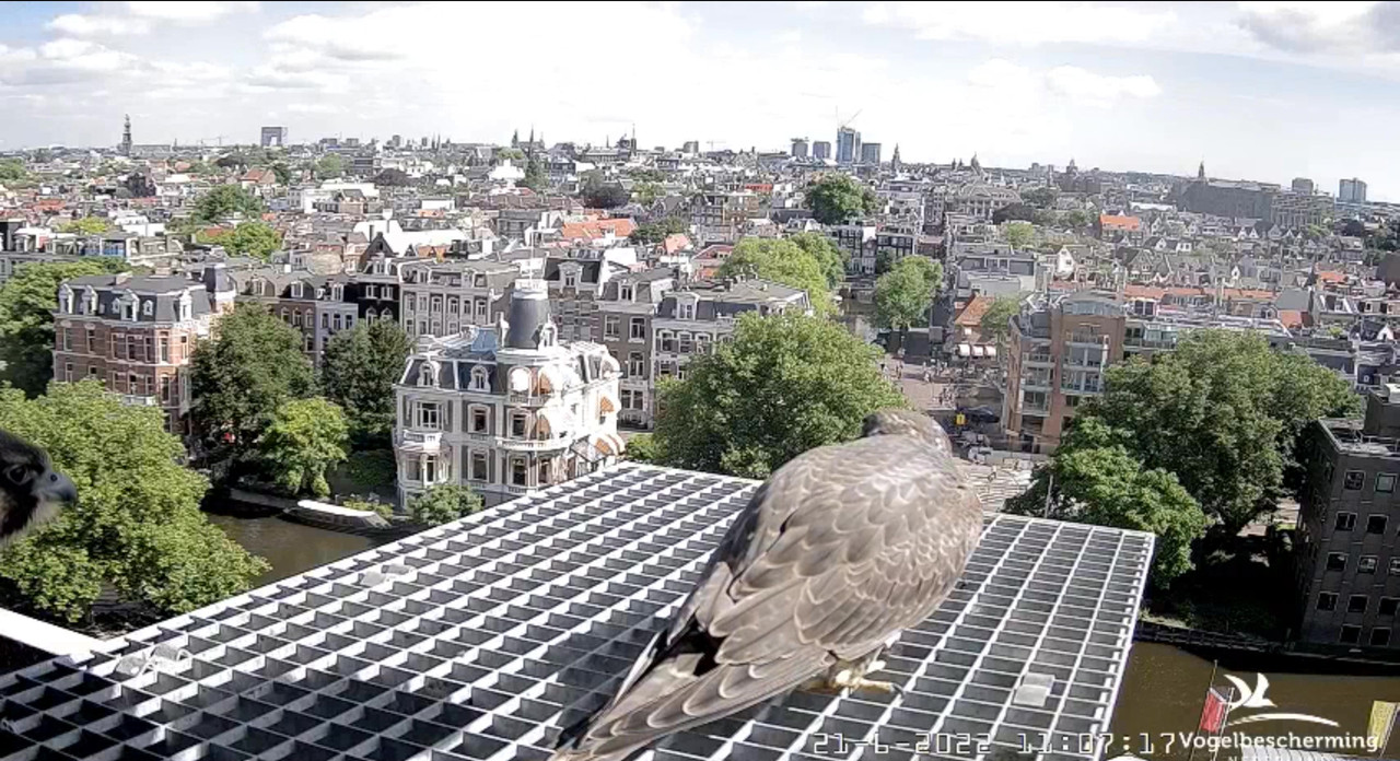Amsterdam/Rijksmuseum screenshots © Beleef de Lente/Vogelbescherming Nederland - Pagina 30 Video-2022-06-21-112019-Moment