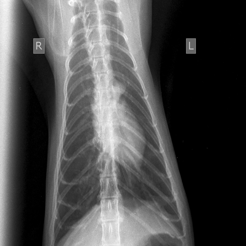 Мягкие ткани Мелкий _ 10 kg-Груд. клетка  LAT-03.02.2021-16_53_40-259