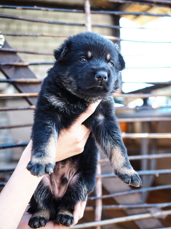 P6070273-кобель2