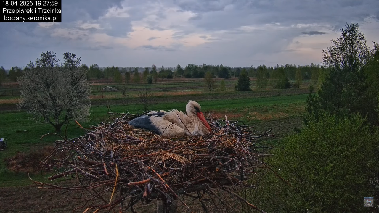 18042025bociany17