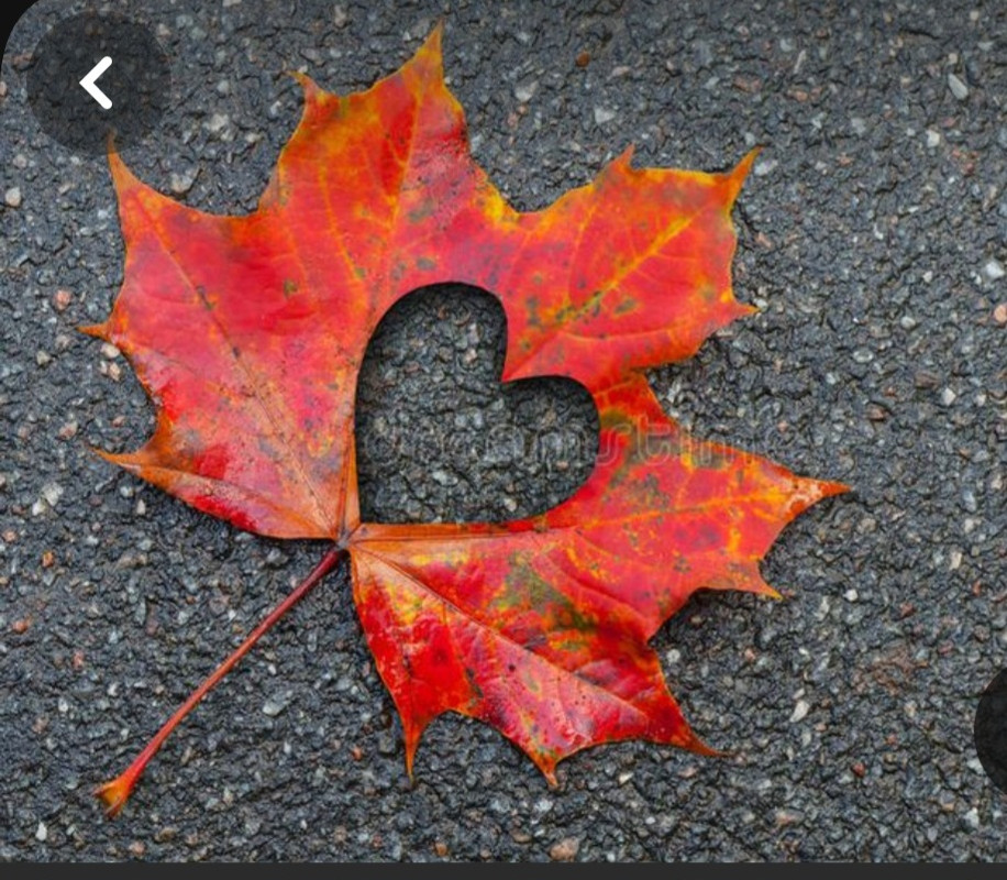 Screenshot_20240214_171854_Pinterest