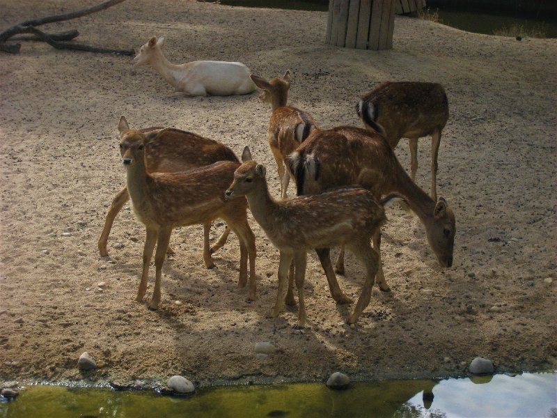 Paseando por España-1991/2024 - Blogs de España - ZOO DE MADRID-1992/2001/2006/2007-MADRID (23)