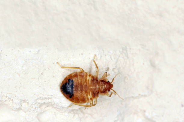 78 Yvelines problème de punaises de lit