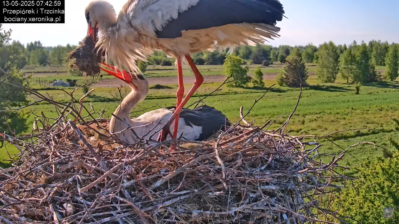 13052025bociany16