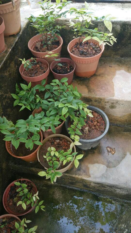 Jaboticaba4