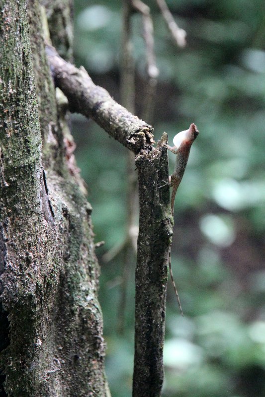 DE TORTUGAS Y PEREZOSOS. COSTA RICA 2019 - Blogs de Costa Rica - DIA 14: PARQUE DE MANUEL ANTONIO (8)