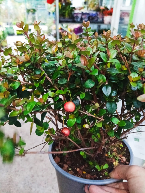 FB_IMG_1760461040701