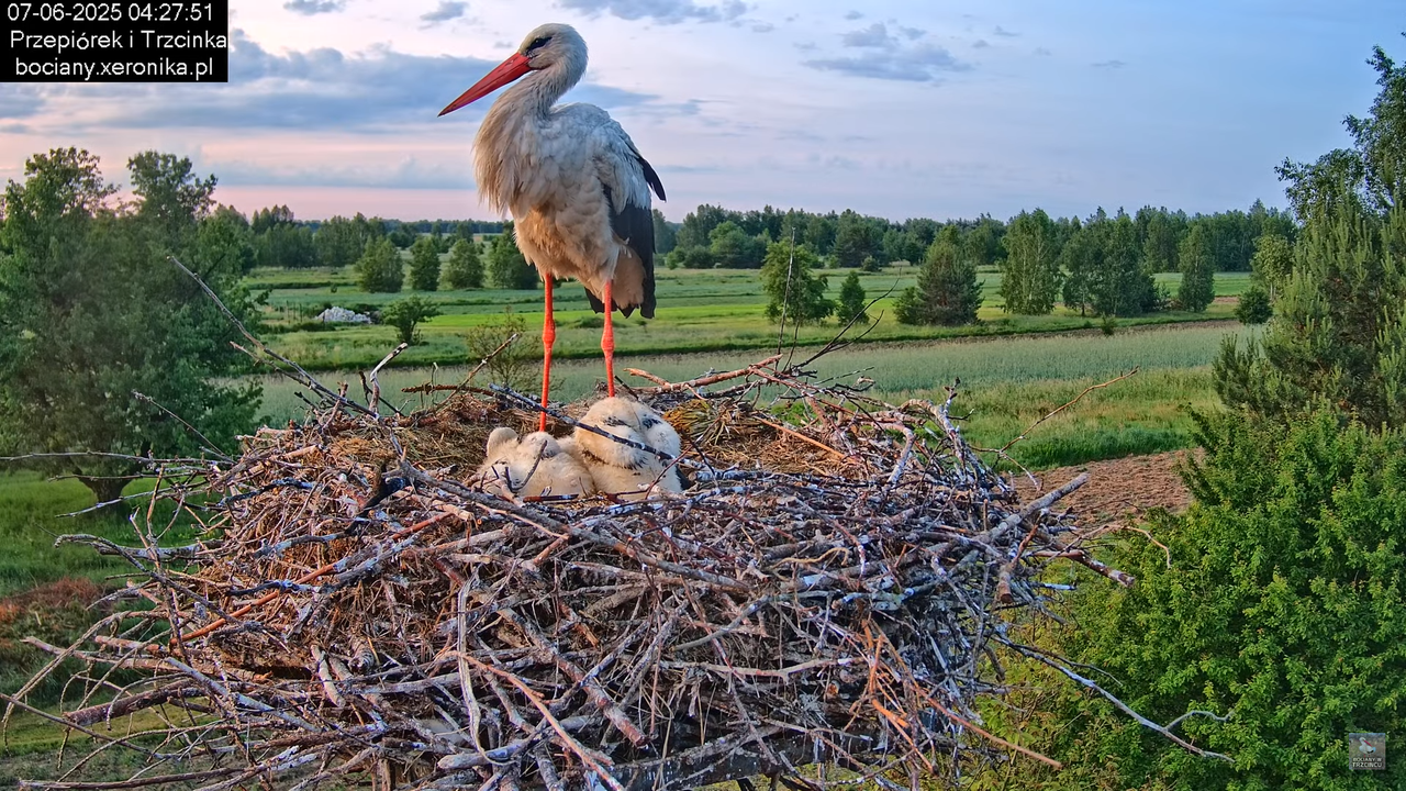 07062025bociany2