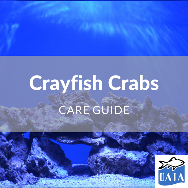 OATA Guide to crayfish crabs - Lincs Aquatics