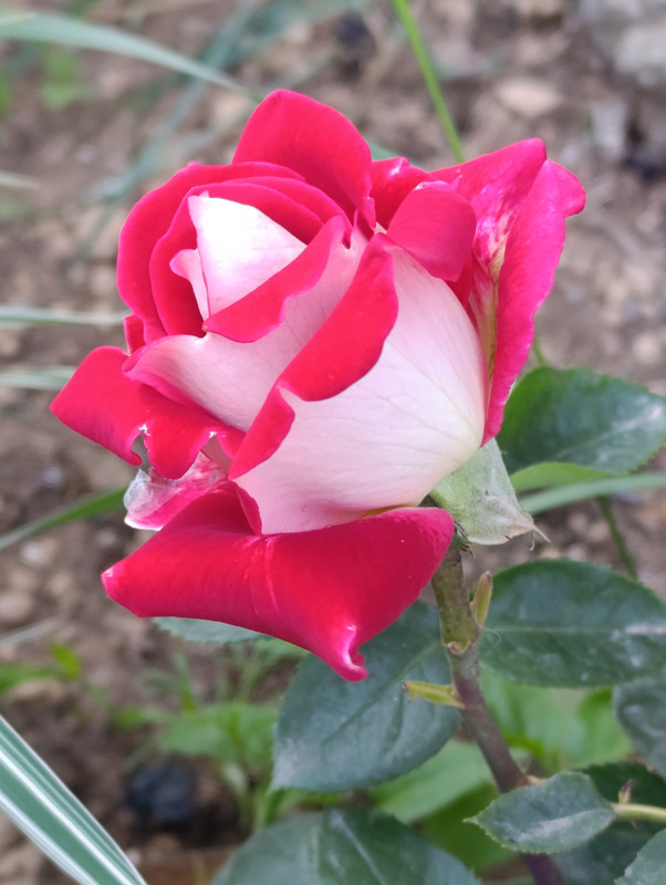 IMG_20250608_100704