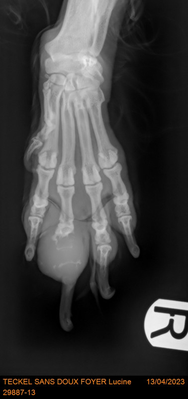 [Image: 29887-13-TECKEL-SANS-DOUX-FOYER-Lucine-2436.jpg]