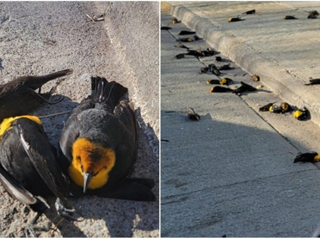 Captan a cientos de aves cayendo al suelo en Chihuahua