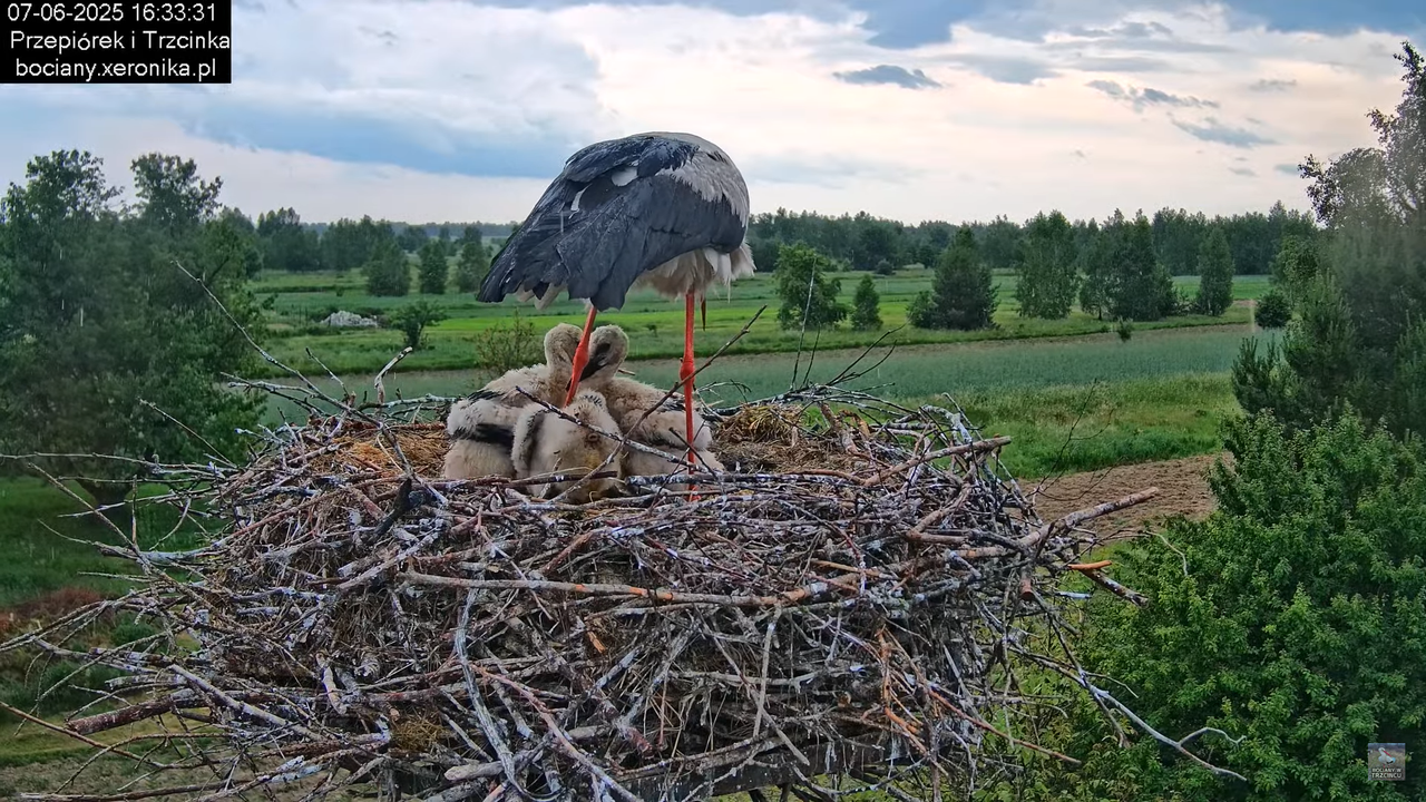 07062025bociany33