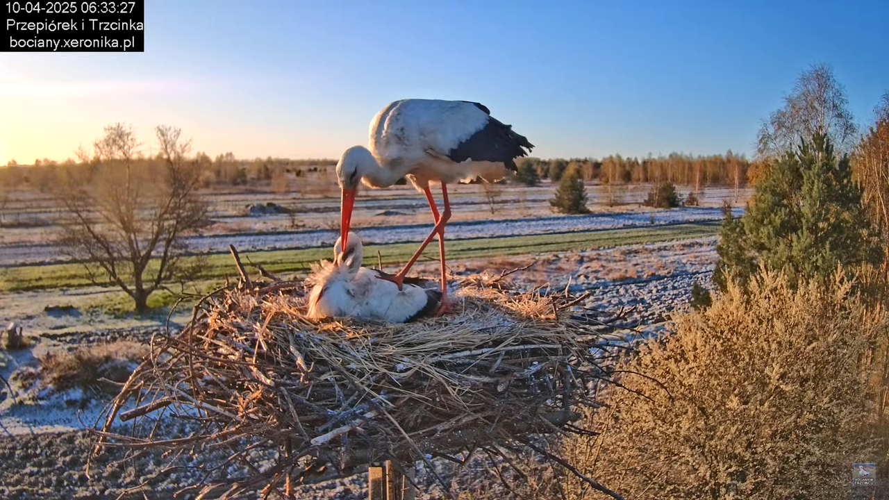 10042025bociany (12)