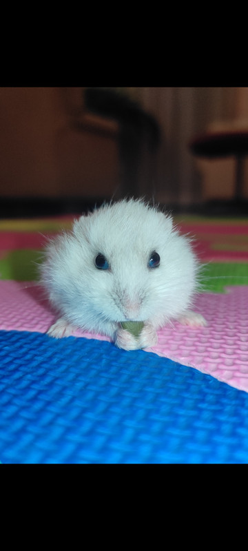 Screenshot_2021-05-29-14-26-52-404_com.miui.gallery