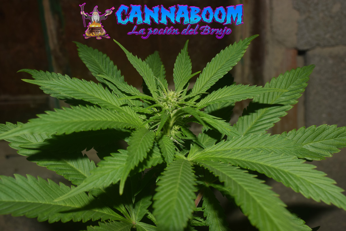 Concurso seguimientos Cannaboom línea basic- Novatonovel - Página 2 Gg-1