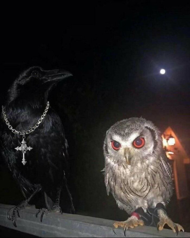 BP-owl-and-crow-N-png-700.jpg