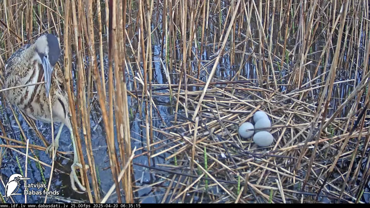 LDF Lielais dumpis (Botaurus stellaris) Zemītes pagastā 7-51-50 screenshot