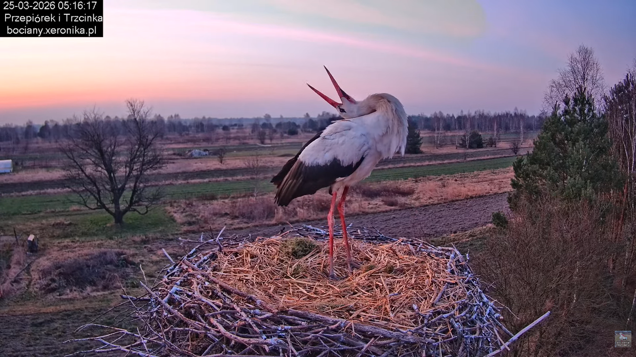25032026bociany 4