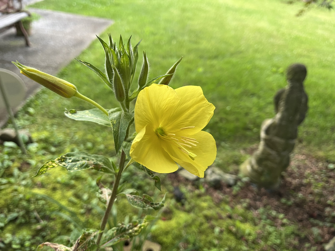 Primrose