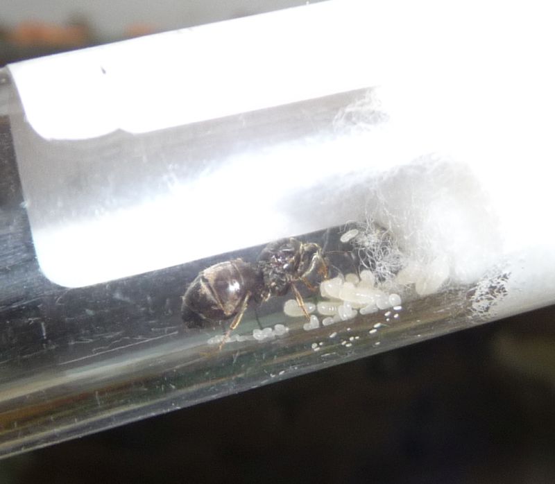 0308-Lasius.jpg