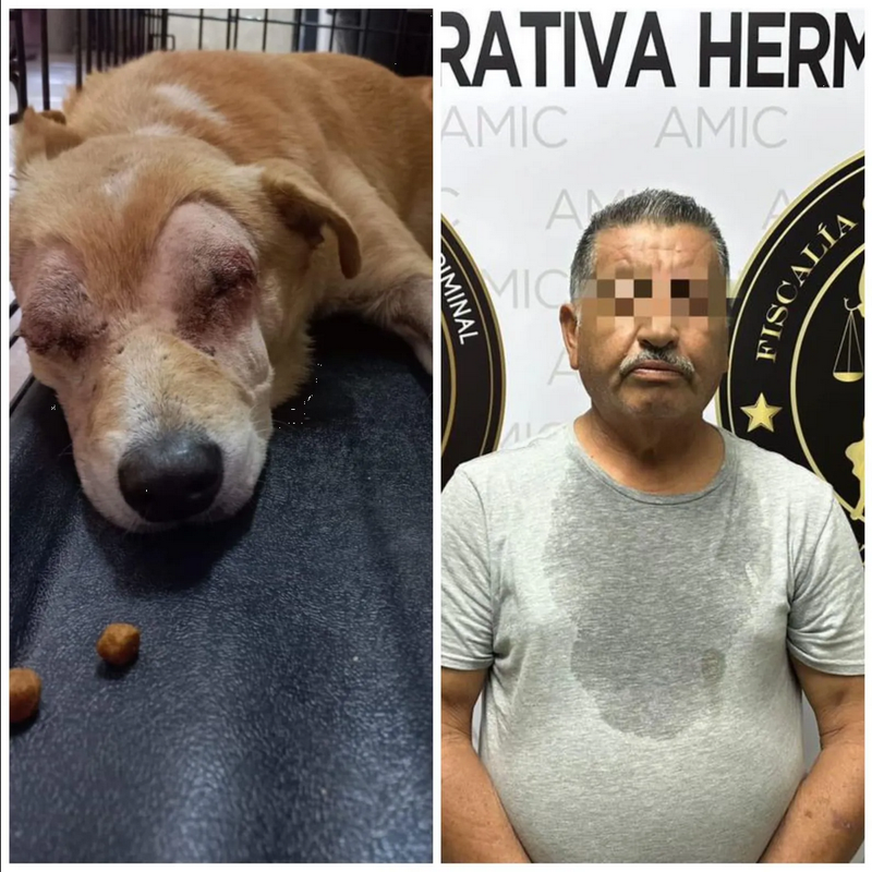 Detienen al hombre que le sacó los ojos a un perrito en Sonora