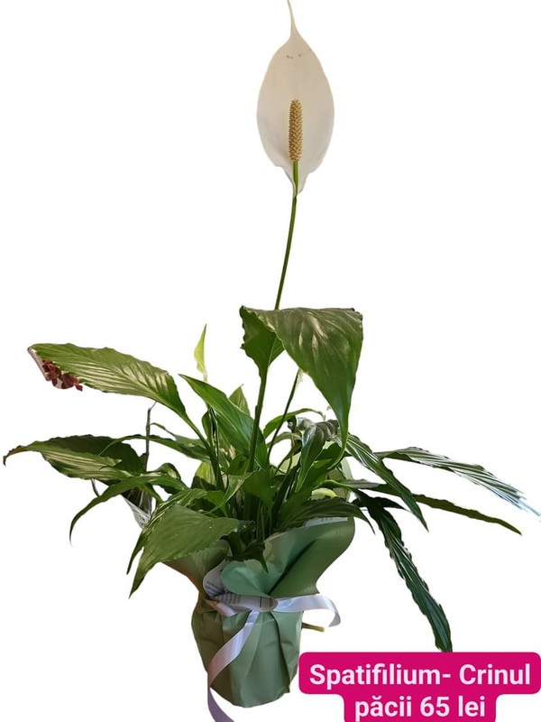 Spatifilium - Crinul pacii