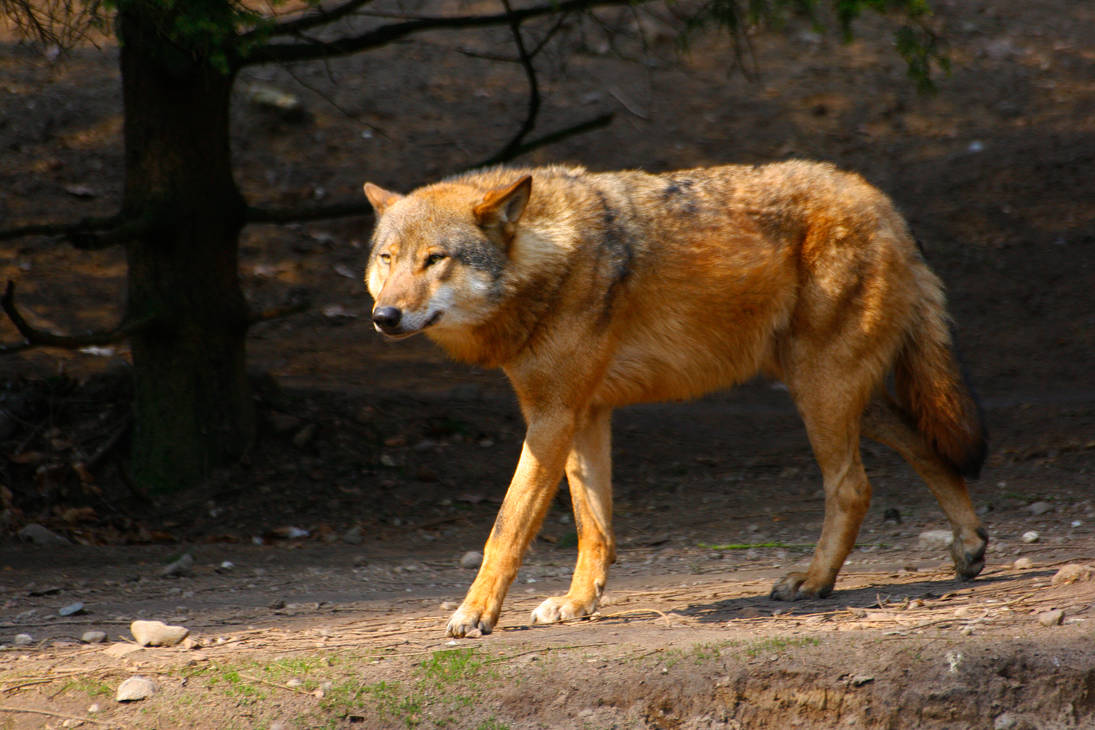 wolf-walking-sideways-2-stock-by-wildberrypassion-d9zkyox-pre.jpg