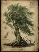 HighRes-Weide Skizze-standard v2-2x