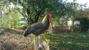 Obrázek