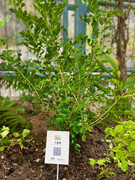 photo-20211123-iherbalgarden-015