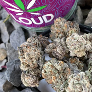 cannabis plants