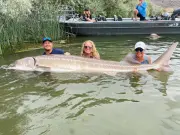 [Image: Idaho-Sturgeon.webp]