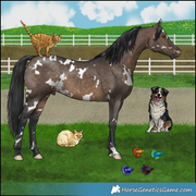 Orange Tabby, Flame Point, Australian Shepherd 2, Betta Fish: Yellow & Orange, Blue & Green, Purple 