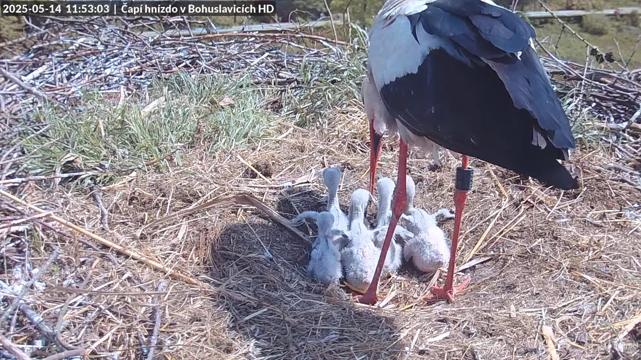 Tiešraide no stārķu skursteņa Bohuslavicē netālu no Trutnovas HD kvalitātē 11-43-46 screenshot