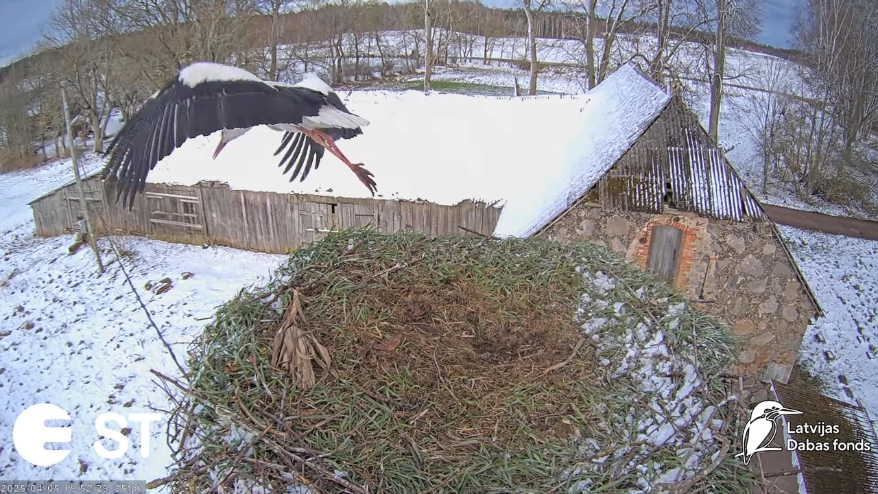 (3) Baltie stārķi (Ciconia ciconia) Tukuma novadā __ White storks in Tukums, Latvia - YouTube - 816_