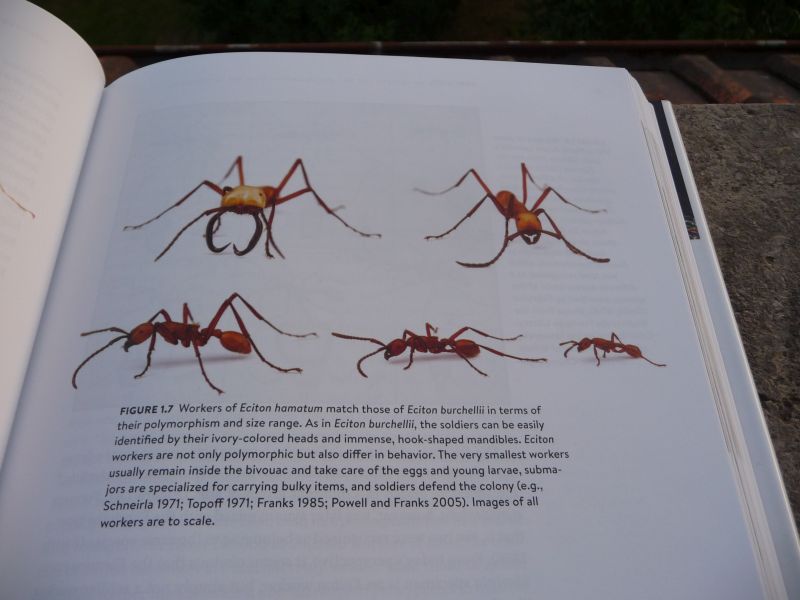 Ant-book7.jpg